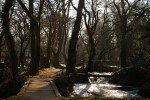 2009-02-21. A Coruña. Verdes