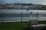 2009-07-13. A Coruña, Paseo Marítimo, Flores, Violeta, Mar, Azul