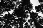 2009-07-18. Santa Cruz. Árboles