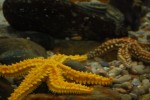 2009-09-09. A Coruña, Casa de los Peces, Estrellas de mar