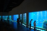 2009-09-09, Septiembre,A Coruña, Casa de los Peces, Estrellas de mar, Amarillo, Mar