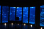 2009-09-09, Septiembre,A Coruña, Casa de los Peces, Azul, Aquarium Finisterrae, Mar, Negro, Naranja, Verde, Rojo, Violeta2009, Septiembre,A Coruña, Casa de los Peces, Azul, Aquarium Finisterrae, Mar, Negro, Nautilus