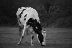 2009, Diciembre, León, Alto Campoo, Blanco, Negro, Vaca