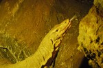 2009, Diciembre, Cantabria, Naturaleza, Parque de Cabárceno, Lagarto, Verde, Roca