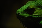 2009, Diciembre, Cantabria, Naturaleza, Parque de Cabárceno, Lagarto, Verde, Roca