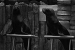 2009, Diciembre, Cantabria, Naturaleza, Parque de Cabárceno, Leones Marinos, Blanco,Negro