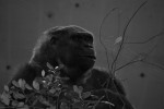 2009, Diciembre, Cantabria, Naturaleza, Parque de Cabárceno, Gorila, Blanco, Negro