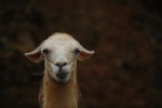 2009, Diciembre, Cantabria, Naturaleza, Parque de Cabárceno, Llama, Blanco, Azul, Marrón