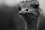2009, Diciembre, Cantabria, Naturaleza, Parque de Cabárceno,  Blanco, Negro, Avestruz