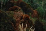 2009, Diciembre, Cantabria, Naturaleza, Parque de Cabárceno,  Oso, Marrón, Verde, Blanco