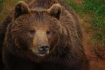 2009, Diciembre, Cantabria, Naturaleza, Parque de Cabárceno,  Oso, Marrón, Verde