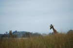 2009, Diciembre, Cantabria, Naturaleza, Parque de Cabárceno, Jirafa, Amarillo, Azul, Marrón