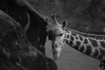 2009, Diciembre, Cantabria, Naturaleza, Parque de Cabárceno, Jirafa, Blanco, Negro