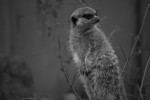 2009, Diciembre, Cantabria, Naturaleza, Parque de Cabárceno, Lemur, Blanco, Negro