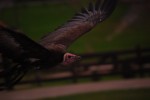 2009, Diciembre, Cantabria, Naturaleza, Parque de Cabárceno, Buitre, Marrón, Verde