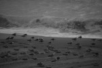 2010-05-14, A Coruña, Paseo Marítimo, Blanco, Negro, Mar, Gaviotas