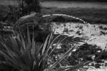 2010-05-25, Marzo, Vigo, Blanco, Negro, Parque de la Marquesa, Castrelos