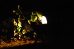 2010-07-27, A Coruña, Santa Cruz, Noche, Gato, Negro, Marrón, Verde, Blanco
