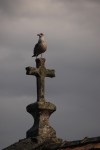 2010-10-10, Octubre, Vigo, Navia, Gaviota, Piedra, Gris, Blanco