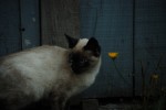 2010-10-13, Octubre, Ferrol, Covas, Gato, Azul, Blanco, Amarillo, Verde