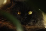 2010, Octubre, Santiago de Compostela, Negro, Amarillo, Verde, Gato