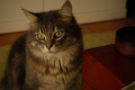 2010-10-17, Octubre, Santiago de Compostela, Amarillo, Marrón, Verde, Rojo, Gato