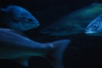 2010-11-24, Noviembre, A Coruña, Aquarium Finisterrae, Casa de los Peces, Mar, Tiburón, Azul, Blanco, Negro