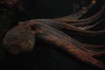 2010-11-24, Noviembre, A Coruña, Aquarium Finisterrae, Casa de los Peces, Mar, Pulpo, Marrón, Negro, Naranja