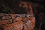 2011-07-31, Julio, A Coruña, Torre de Hércules, Pájaro, Naturaleza, Marrón, Verde, Negro, Piedra
