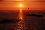 2011-07-31, Julio, A Coruña, Torre de Hércules, Pájaro, Gaviota, Negro, Naranja, Mar, Sol