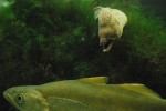 2011-08-11, Agosto, A Coruña, Casa de los Peces, Aquarium Finisterrae, Verde, Mar, Peces