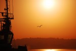 2011, Octubre, A Coruña, Puerto, Naranja, Negro, Mar, Barco, Gaviota, Sol