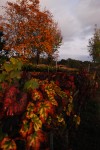 2011-11-05, Noviembre, Ourense, Verde, Rojo, Vides, Negro, Dorado, Árbol